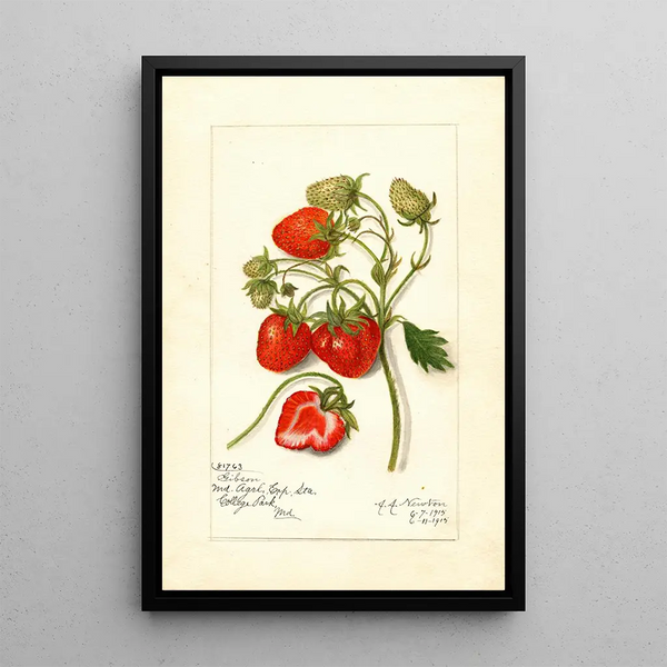 Reproduction of the painting Fragaria Gibson - Amanda Almira Newton | Painting Source: Tableau Fragaria Gibson - Amanda Almira Newton
