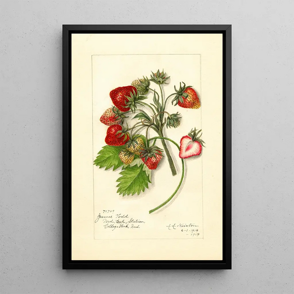 Reproduction of the painting Fragaria James Todd - Amanda Almira Newton