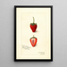 Fragaria Jamestown - Amanda Almira Newton — cuadro enmarcado en la pared