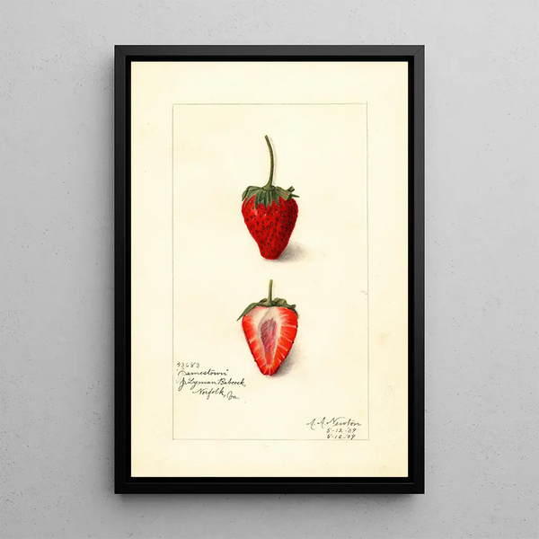 Fragaria Jamestown - Amanda Almira Newton — framed artwork on a wall
