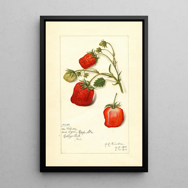 Reproduction of the painting Fragaria La Follette - Amanda Almira Newton