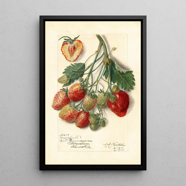 Fragaria Marshall - Amanda Almira Newton | Painting Source: Tableau Fragaria Marshall - Amanda Almira Newton — framed artwork on a wall
