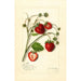 Fragaria Maryland - Amanda Almira Newton — vista de la obra