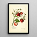 Fragaria Maryland - Amanda Almira Newton — cuadro enmarcado en la pared