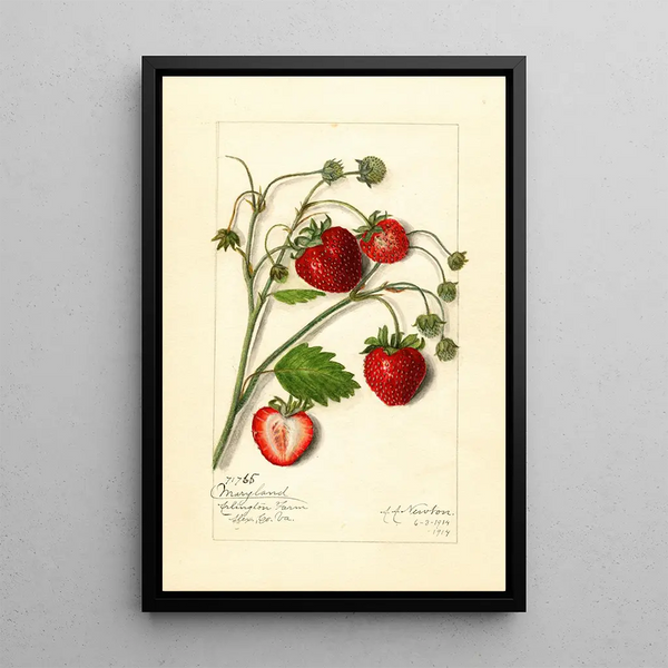 Fragaria Maryland - Amanda Almira Newton — framed artwork on a wall
