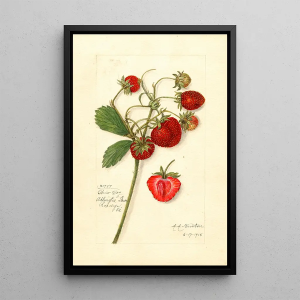Fragaria Ohio Bay - Amanda Almira Newton | Painting Source: Tableau Fragaria Ohio Bay - Amanda Almira Newton — framed artwork on a wall