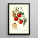 Fragaria Stephens Late Champion - Amanda Almira Newton — cuadro enmarcado en la pared