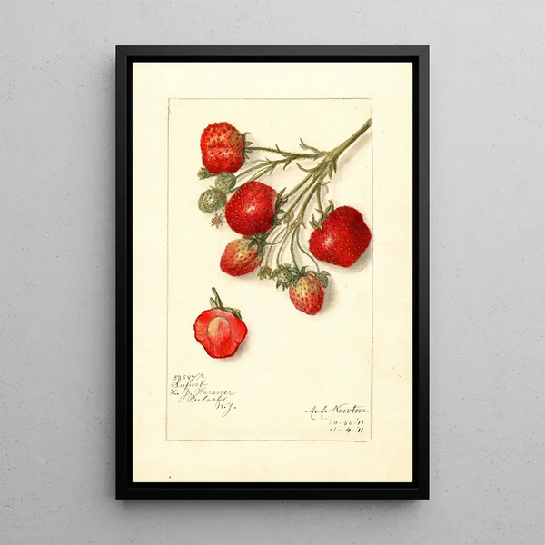 Reproduction of the painting Fragaria Superb - Amanda Almira Newton