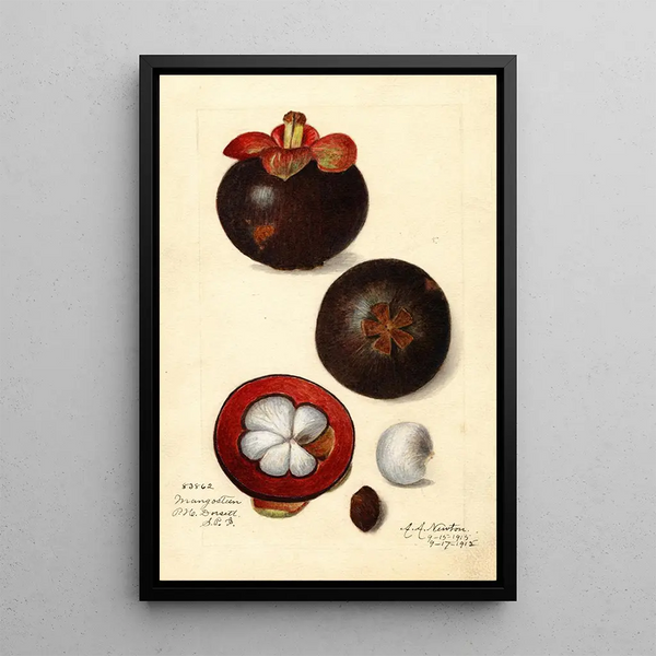 Reproduction of the painting Garcinia mangostana - Amanda Almira Newton