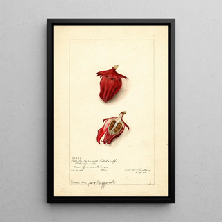 Amanda Almira Newton - Hibiscus sabdariffa Roselle.webp