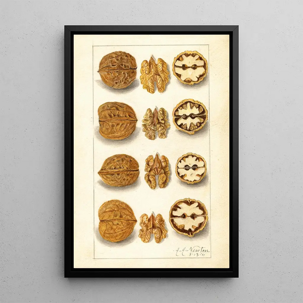 Juglans - Amanda Almira Newton — framed artwork on a wall