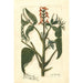 Juglans ailantifolia - Amanda Almira Newton — vista de la obra