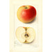 Malus domestica Banana - Amanda Almira Newton — vista de la obra