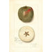 Malus domestica Ben Cap - Amanda Almira Newton — vista de la obra