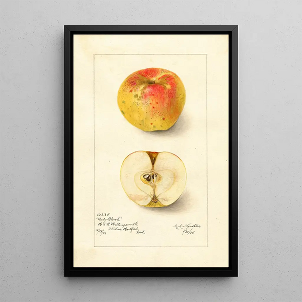 Reproduction of the painting Malus domestica Lady Blush - Amanda Almira Newton | Painting