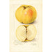 Malus domestica Stones Apple - Amanda Almira Newton — vista de la obra