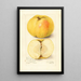 Malus domestica Stones Apple - Amanda Almira Newton — cuadro enmarcado en la pared