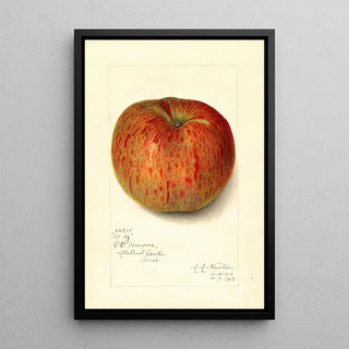 Amanda Almira Newton - Malus domestica Twenty Ounce.webp
