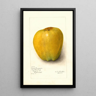 Amanda Almira Newton - Malus domestica White Pearmain.webp