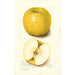 Malus domestica White Pippin - Amanda Almira Newton — vista de la obra