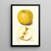 Malus domestica White Pippin - Amanda Almira Newton — cuadro enmarcado en la pared