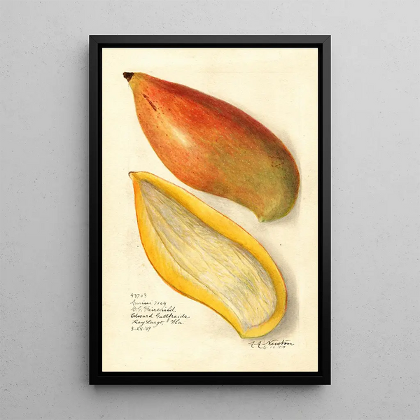 Reproduction of the painting Mangifera indica Amiri - Amanda Almira Newton