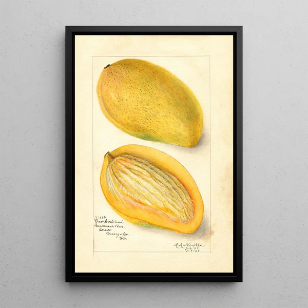 Reproduction of the painting Mangifera indica Cambodiana - Amanda Almira Newton