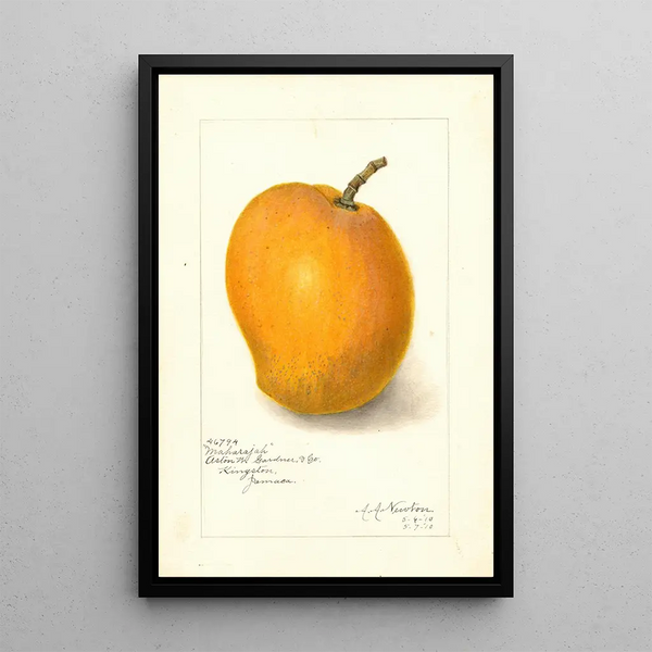 Mangifera indica Maharajah - Amanda Almira Newton — framed artwork on a wall