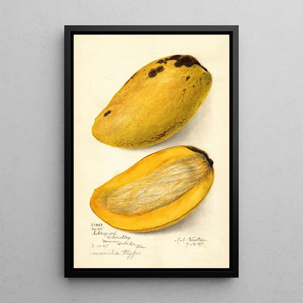 Reproduction of the painting Mangifera indica No - Amanda Almira Newton