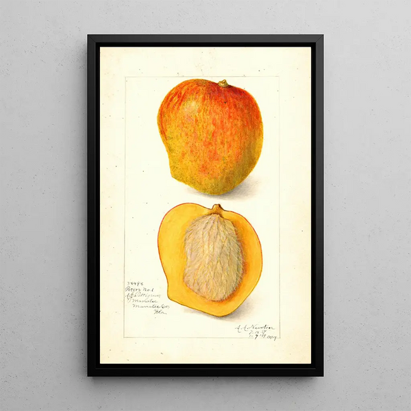Mangifera indica Peters No - Amanda Almira Newton — framed artwork on a wall