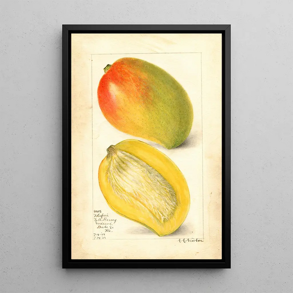 Reproduction of the painting Mangifera indica Totafari - Amanda Almira Newton