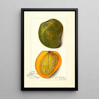 Amanda Almira Newton - Mangifera indica White Alphonse.webp