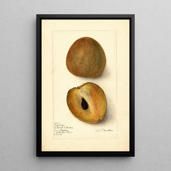 Reproduction of the painting Manilkara zapota - Amanda Almira Newton | Painting