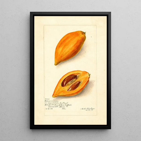 Pouteria campechiana - Amanda Almira Newton — framed artwork on a wall