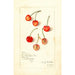 Prunus avium Kirkland - Amanda Almira Newton — vista de la obra