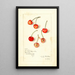 Prunus avium Kirkland - Amanda Almira Newton — cuadro enmarcado en la pared