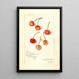 Amanda Almira Newton - Prunus avium Kirkland.webp