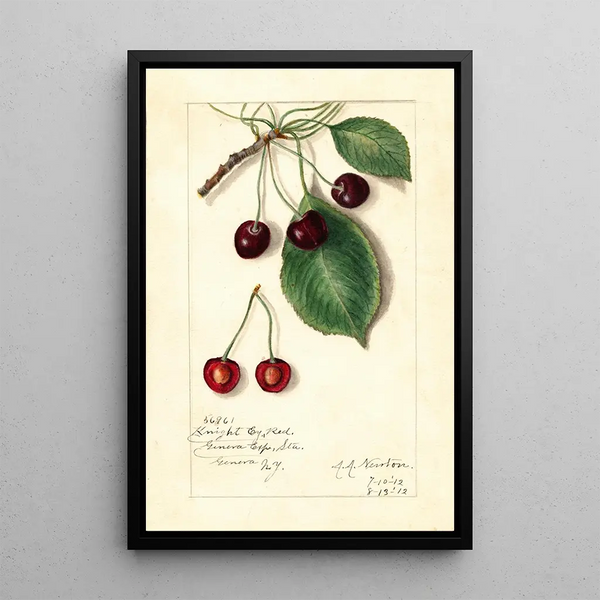 Reproduction of the painting Prunus avium Knight Early Red - Amanda Almira Newton