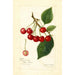 Prunus avium May Duke - Amanda Almira Newton — vista de la obra