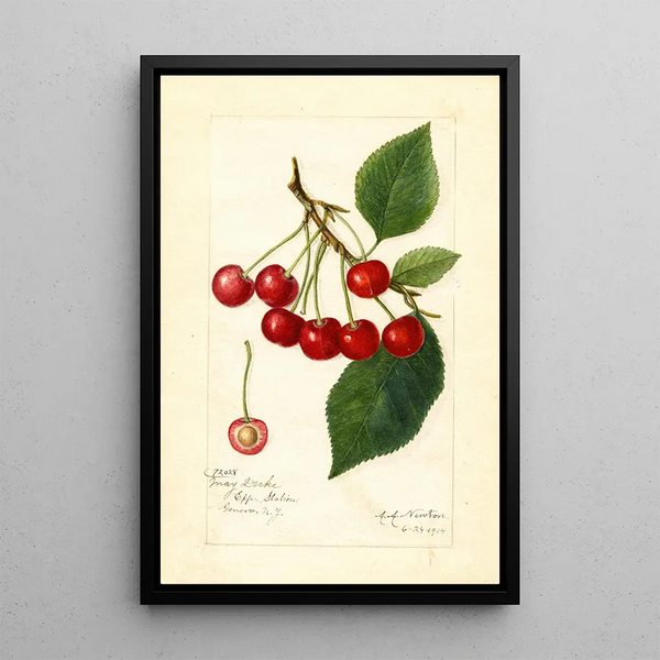 Prunus avium May Duke - Amanda Almira Newton — framed artwork on a wall