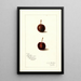 Prunus avium Safra - Amanda Almira Newton — cuadro enmarcado en la pared