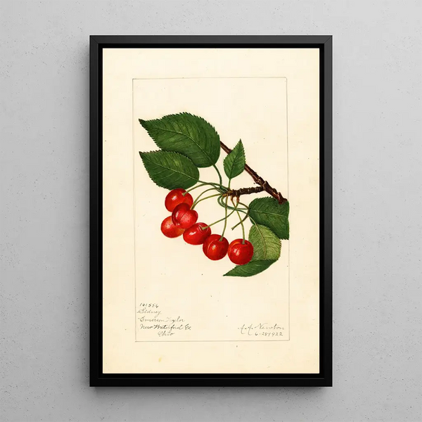Prunus avium Sidney - Amanda Almira Newton — framed artwork on a wall