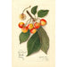 Reproducción del cuadro Prunus avium Yellow Spanish - Amanda Almira Newton