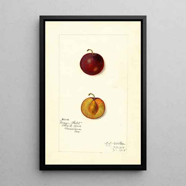 Reproduction of the painting Prunus domestica Mammoth Gold - Amanda Almira Newton
