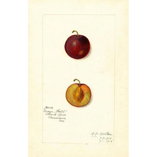 Amanda Almira Newton - Prunus domestica Mammoth Gold.webp
