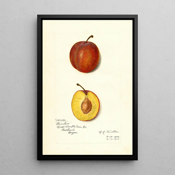 Reproduction of the painting Prunus domestica Prinlew - Amanda Almira Newton
