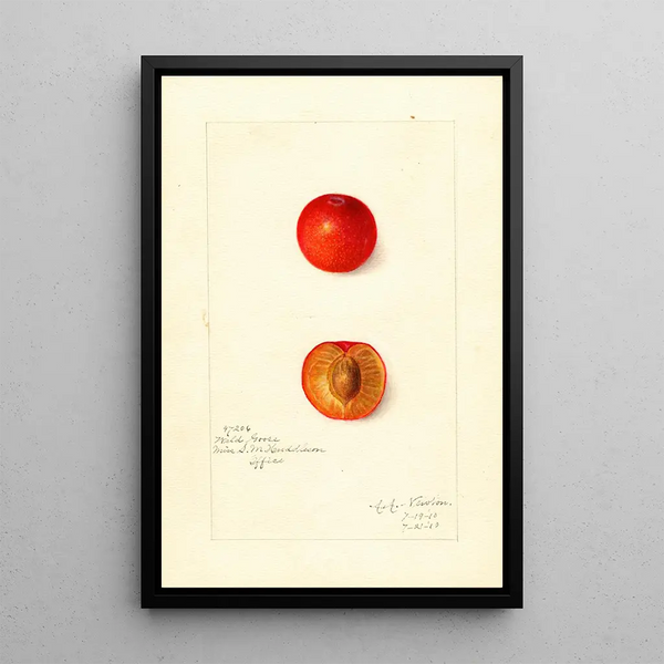 Reproduction of the painting Prunus domestica Wild Goose - Amanda Almira Newton