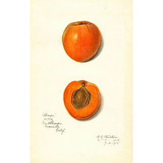 Amanda Almira Newton - Prunus mume Sharpe.webp