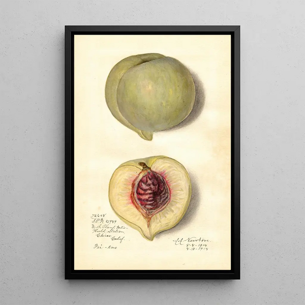 Prunus persica FeiTao - Amanda Almira Newton — framed artwork on a wall