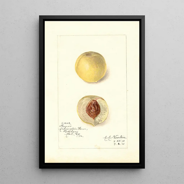 Reproduction of the painting Prunus persica Genii - Amanda Almira Newton
